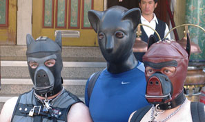 Three Dog/Cat Night