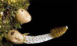 Phallus Dreweseii Mushroom