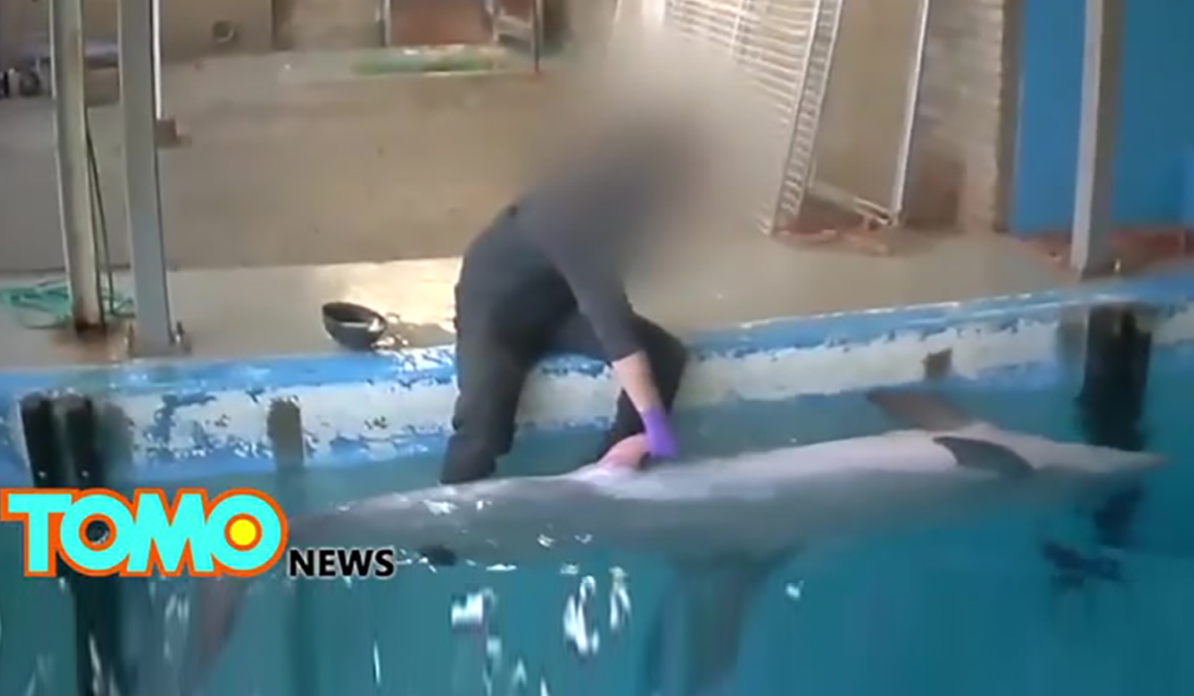 dolphin masturbation